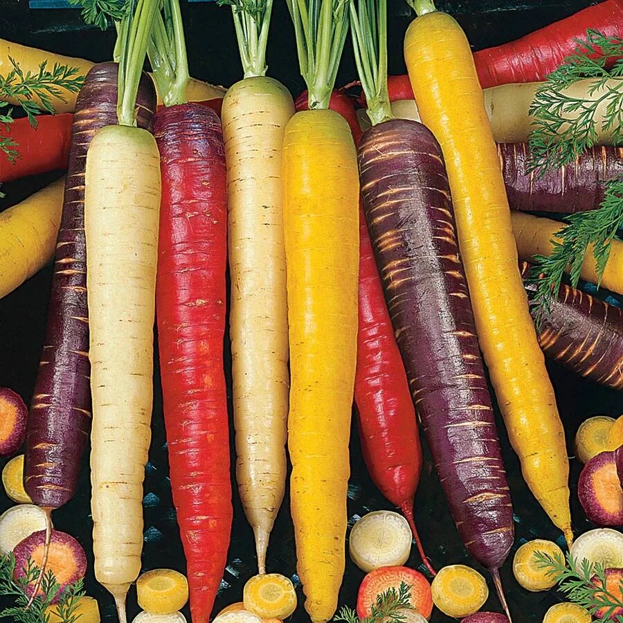 100++ Rainbow Carrot Blend Mix Seeds - NON GMO, HEIRLOOM - USA FREE SHIP gallery