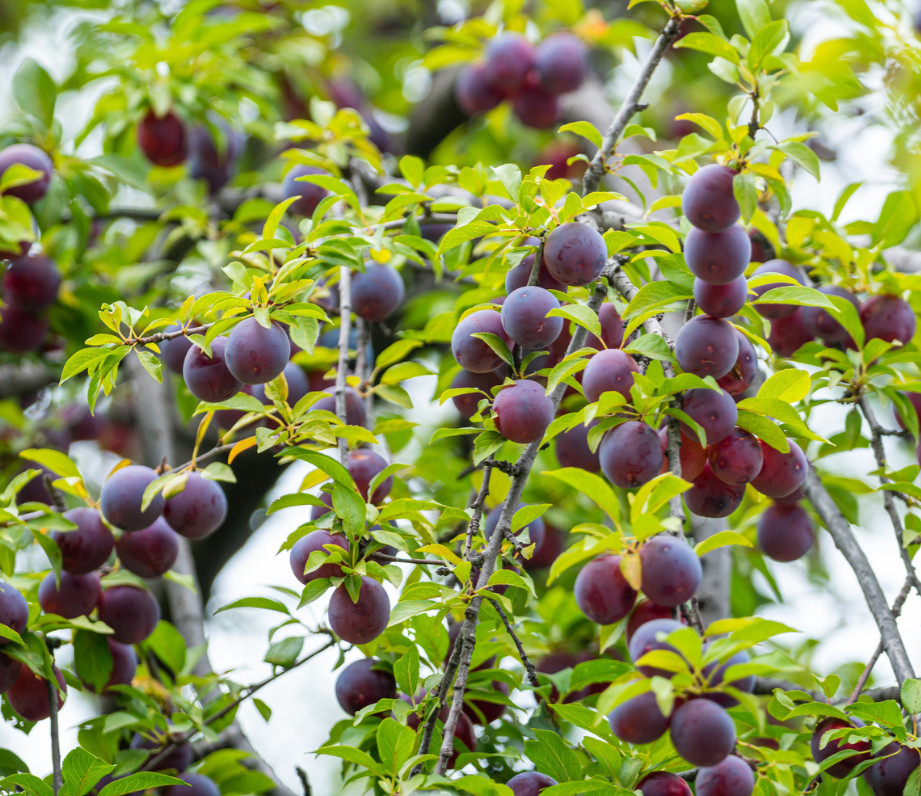 Santa Rosa Plum Tree - 2-3ft - 3Gallon - Prunus salicina - Sweet Juicy Plum Tree gallery