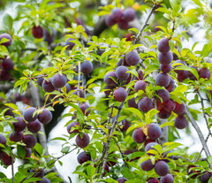 Santa Rosa Plum Tree – 2-3ft – 3Gallon – Prunus salicina – Sweet Juicy Plum Tree