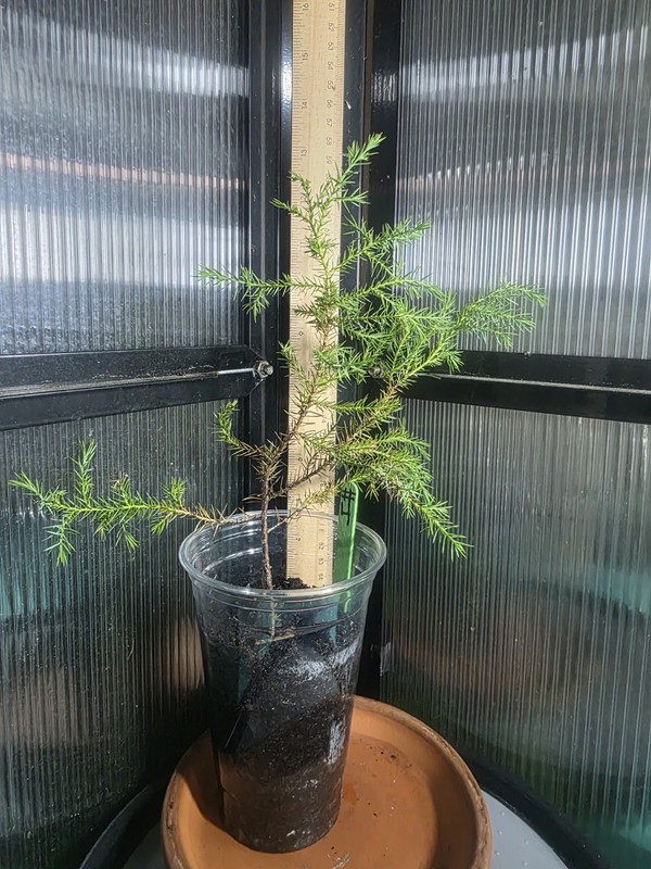 Healthy Juvenile Eastern Red Cedar Trees (PLANT 🌳 ONLY) gallery