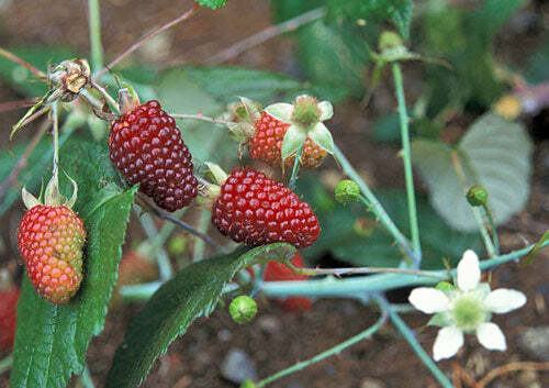 Rubus glaucus | Andean Raspberry | Mora de Castilla | 20 Seeds gallery