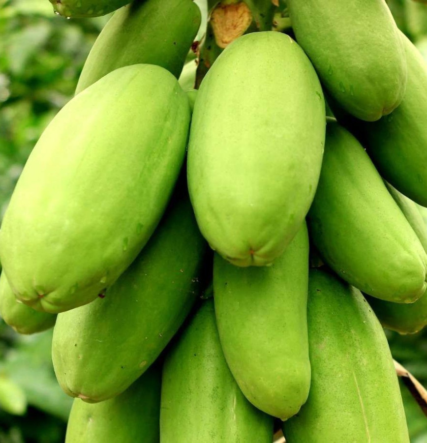Papaya Seedss var. California 150 pcs (Carica papaya) Red Pawpaw gallery