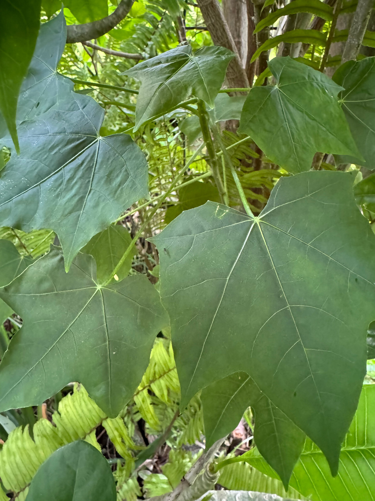 3 ounces Chaya leaves (tree spinach). Must be cooked before ingesting. gallery