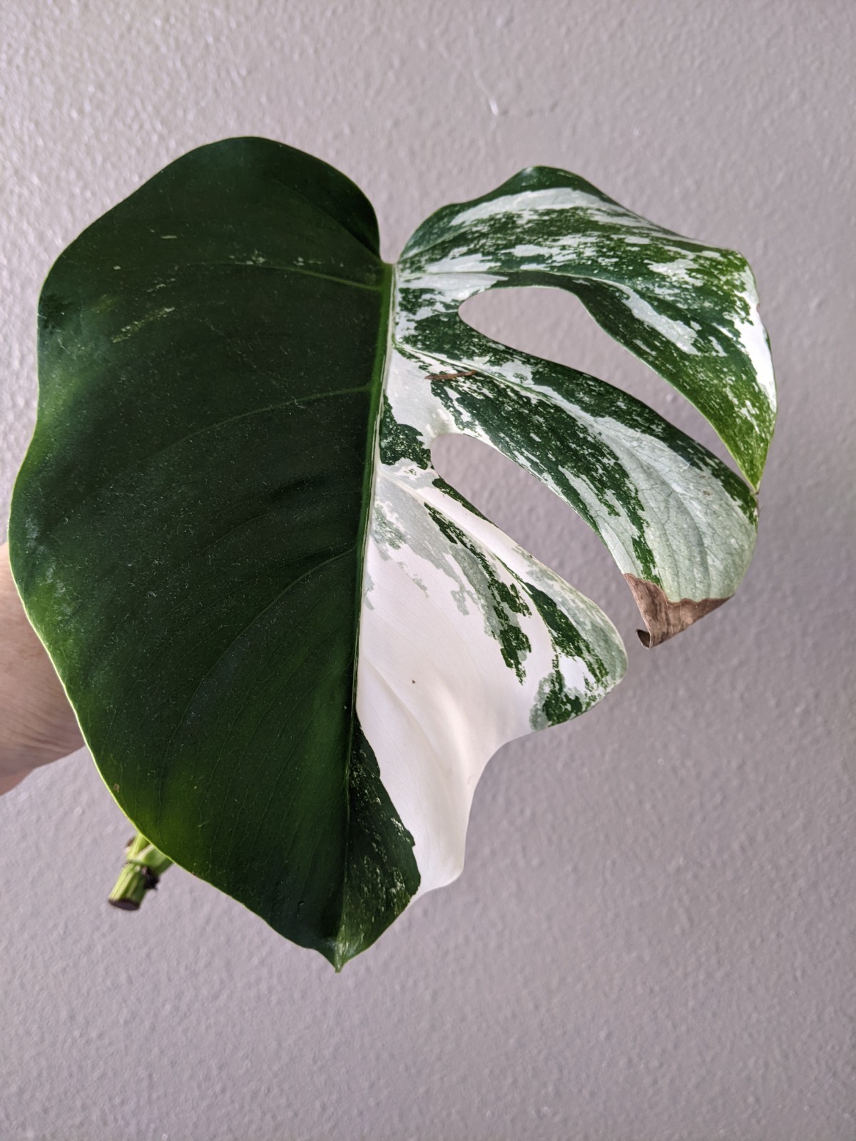 Monstera Albo Deliciosa Cutting, Tri-Color Marble Var. NO Root AS-IS, FREE Ship gallery