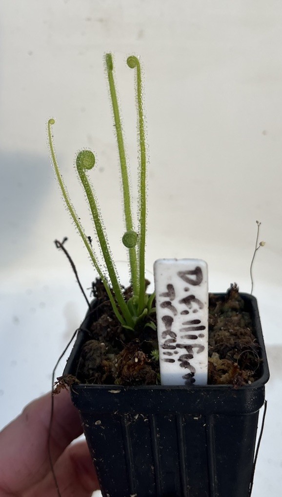 Drosera Filliformis Tracyii Sundew Small Potted Division gallery