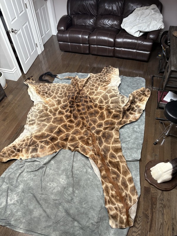 Authentic Giraffe Hide Rug – Large African Skin – Unique Statement Decor gallery