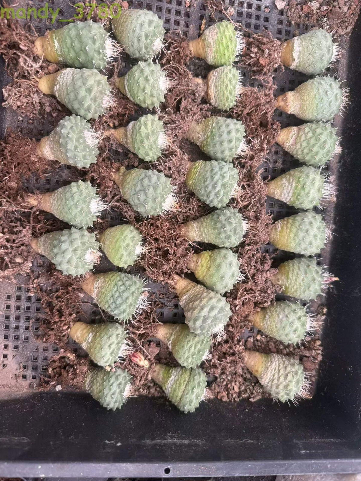 1PCS 3-4CM Strombocactus disciformis RareSucculent Plant Boutique Garden gallery