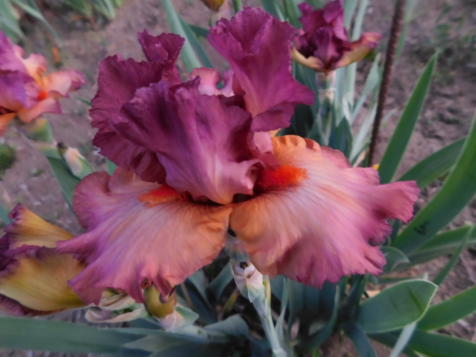 Border Bearded Iris BANDED ROSE LOT OF 1 gallery