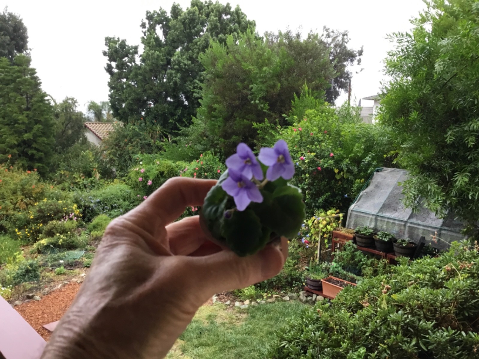 Miniature African Violet"Blue Sprite" gallery