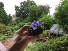 Miniature African Violet”Blue Sprite”