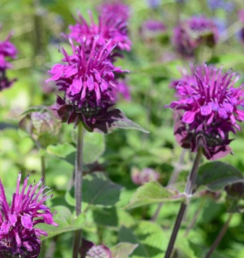200+ Purple Bee Balm Seeds **Fresh Seeds** ~~Free Shipping~~ gallery