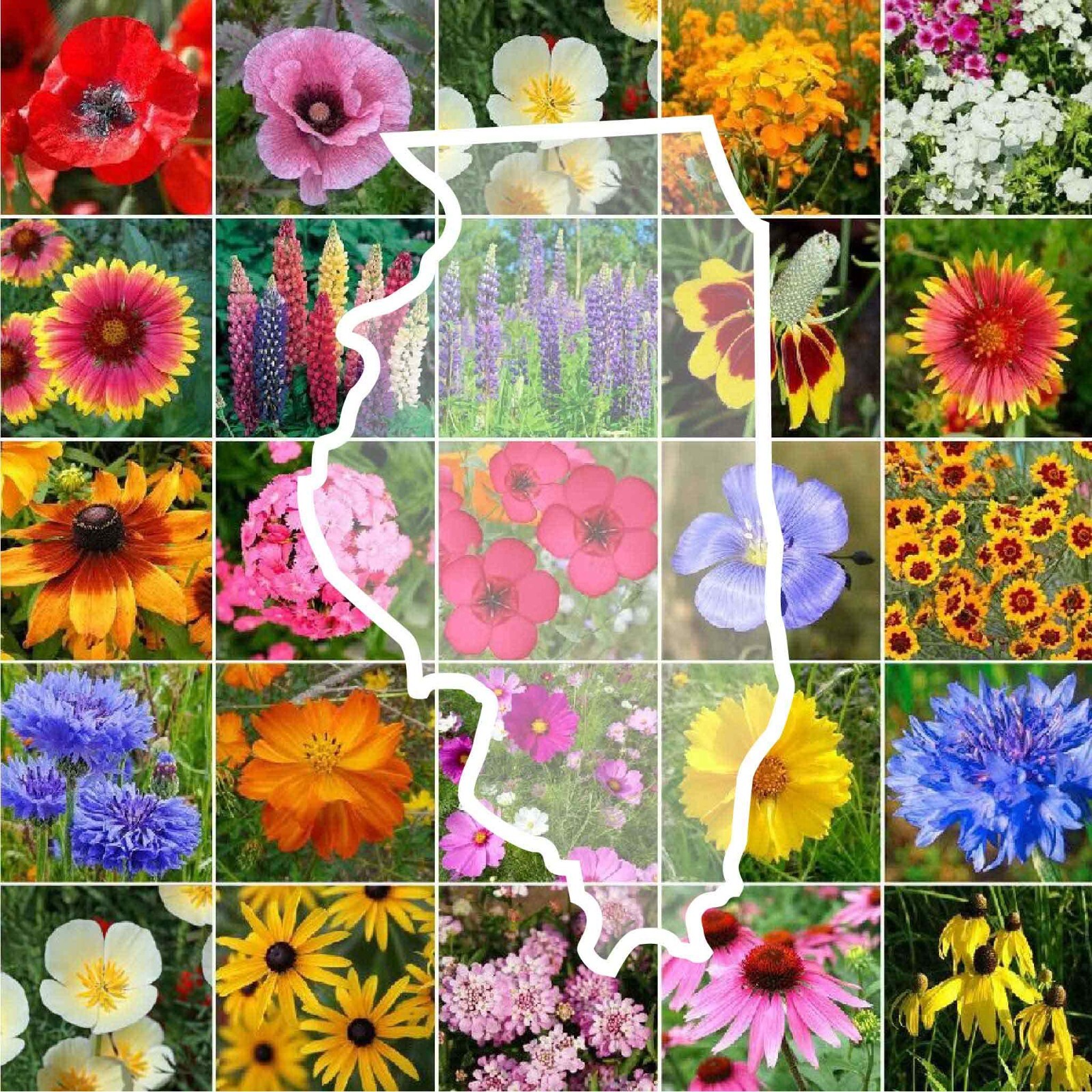 Wildflower ILLINOIS State Flower Mix Perennials & Annuals USA Non-GMO 1000 Seeds gallery