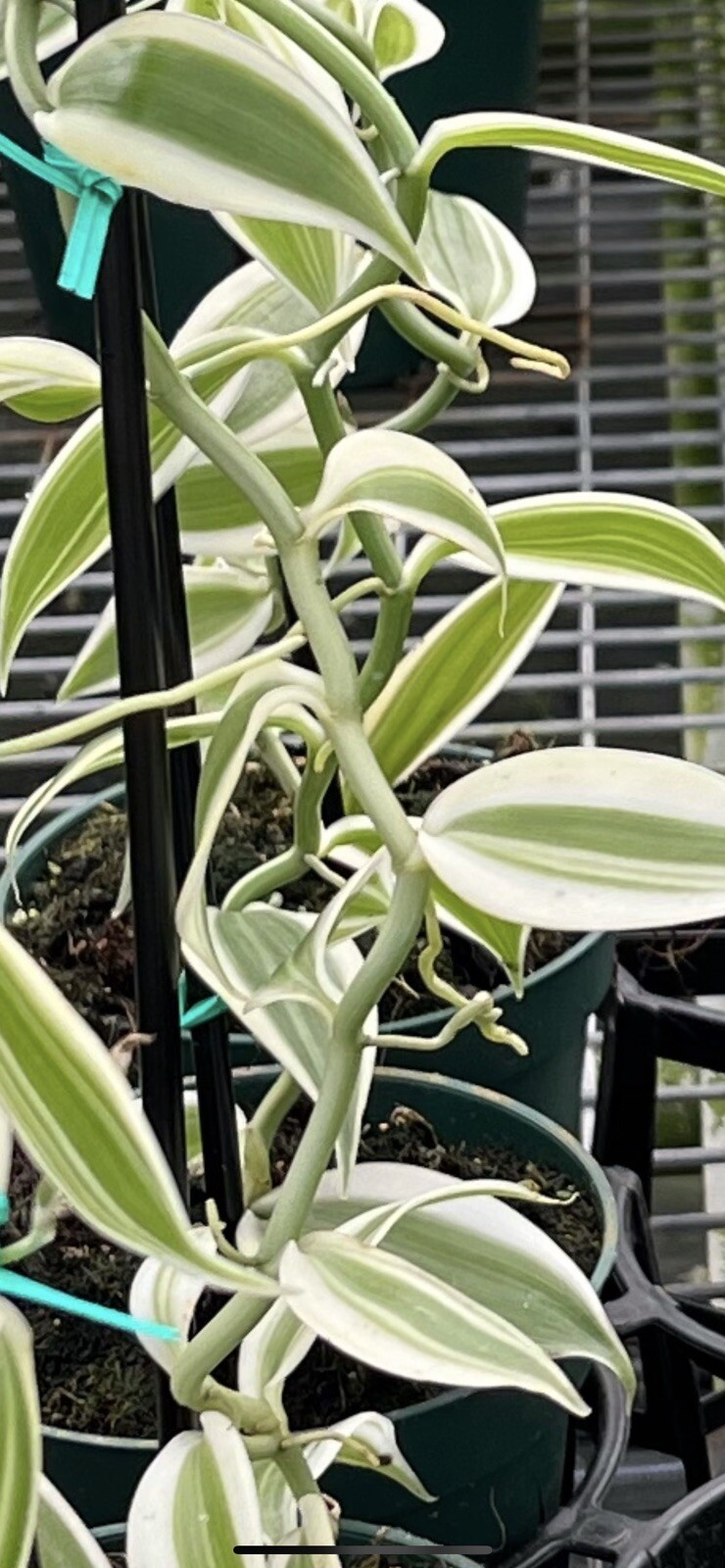 Large Plant 5” WHITE Variegated Vanilla planifolia Orchid Variegata gallery