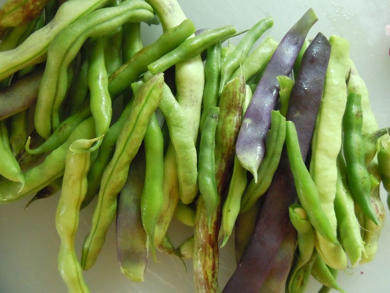 Beans, Blue Lake FM - 1K Stringless Pole , 150 Non-Gmo, Heirloom, Amish Seeds. gallery
