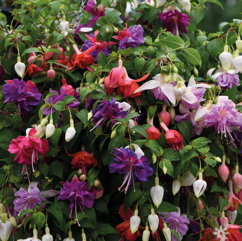 2 Fuchsia Live Plant Plugs – Mixed Color – 1–3" Tall – Hardy Fuchsia Perennial gallery