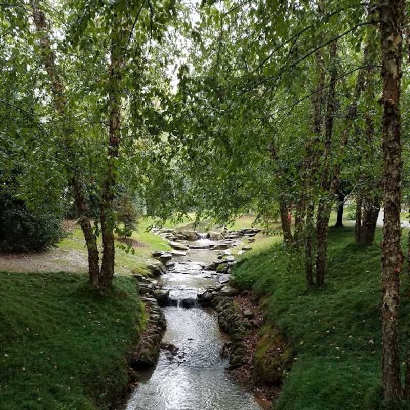 3 River Birch Tree Betula nigra Bare Root 12-24" gallery