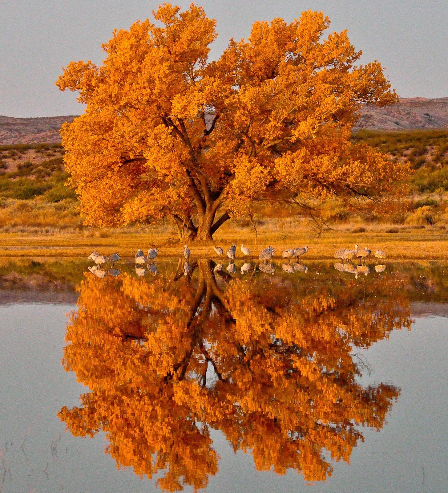 2 Cottonwood Tree Cuttings - Grow 2 Trees - Fast Growing Trees for Shade and Pri gallery