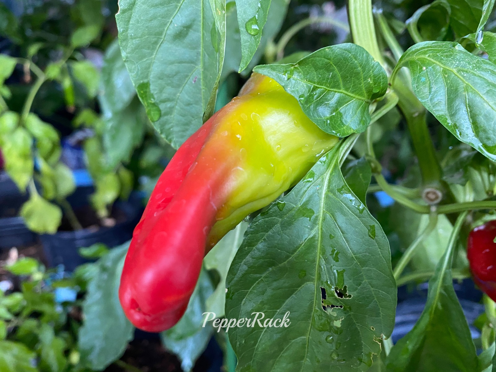 RARE✿ NEW! Turkish Heirloom Kale Sweet Pepper 15+ Seeds ●Crunchy Texture gallery