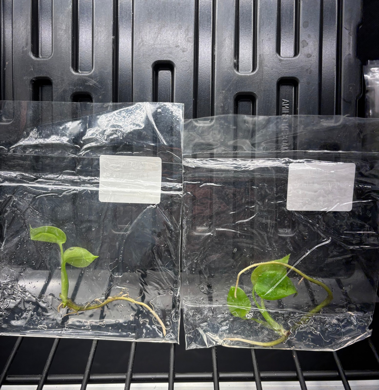Monstera lemon lime (full yellow) - ships in 3-4 weeks tissue culture gallery