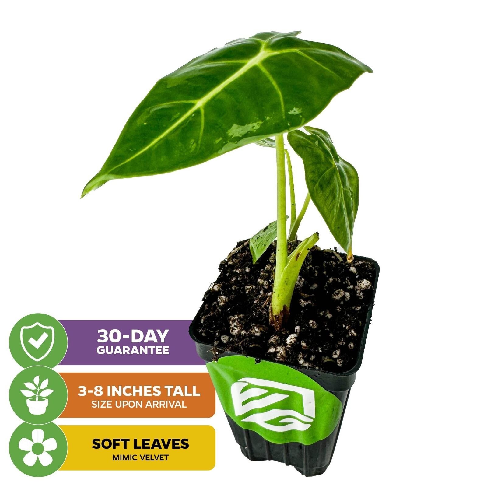 Frydek Elephant Ear - Alocasia - Live Plant gallery