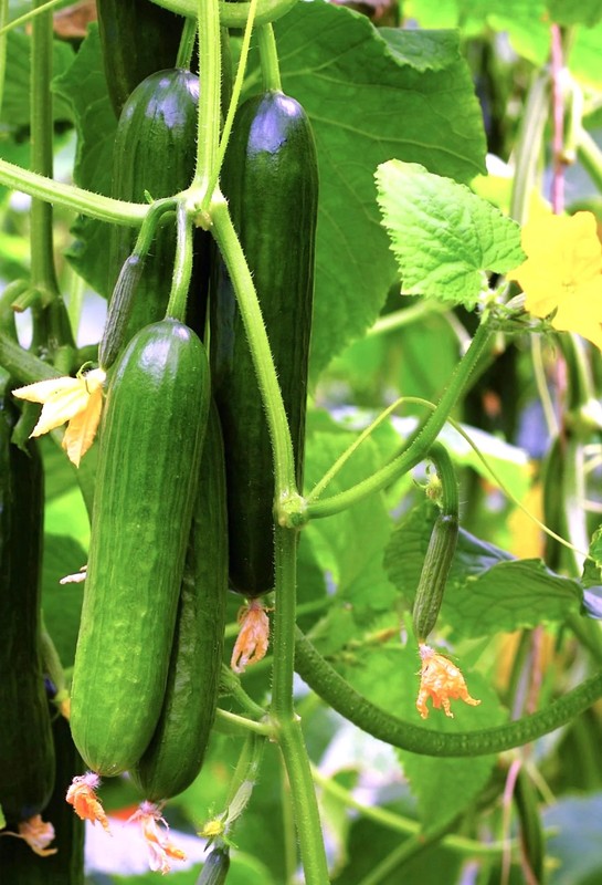 Persian Cucumber (Open-Pollinated) Seeds - For 2026 Planting US Grown Beit Alpha gallery