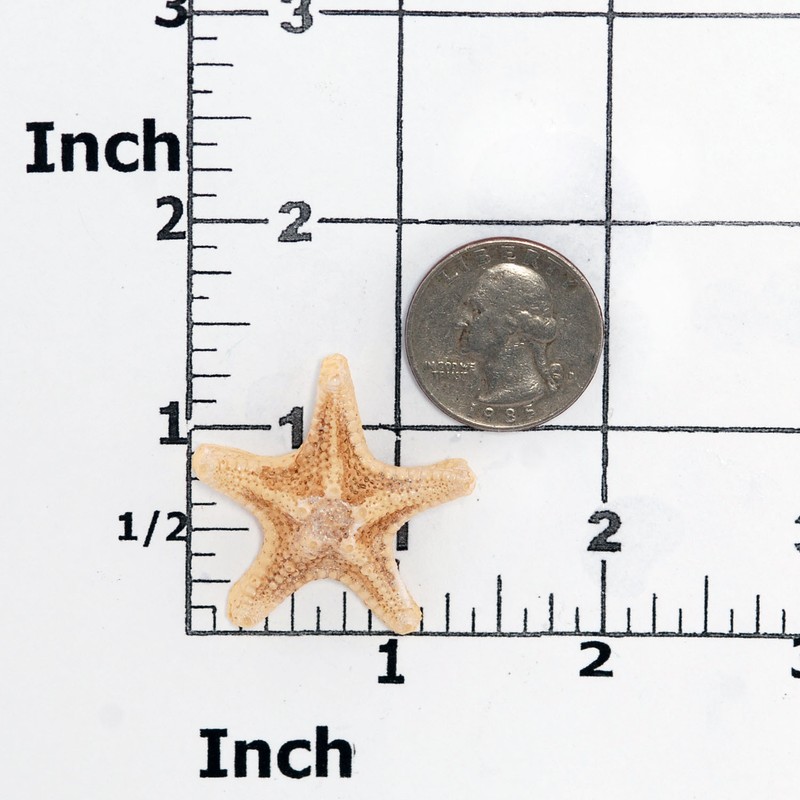 Knobby Starfish Silicone Mold Polymer Clay Resin Mints Candy Fondant Mould (883 gallery