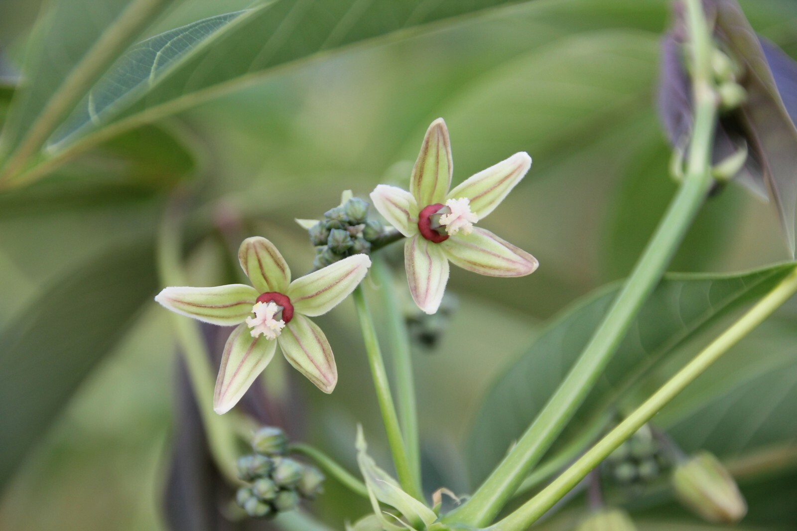 5 RARE Seeds - Tapioca Plant Seed - Cassava Manihot esculenta -See Description gallery