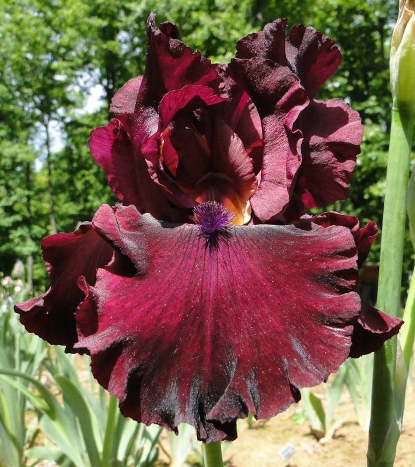 **RIO ROJO** Tall Bearded Iris. Freshly Dug, Combined Shipping: Jul-Sep gallery