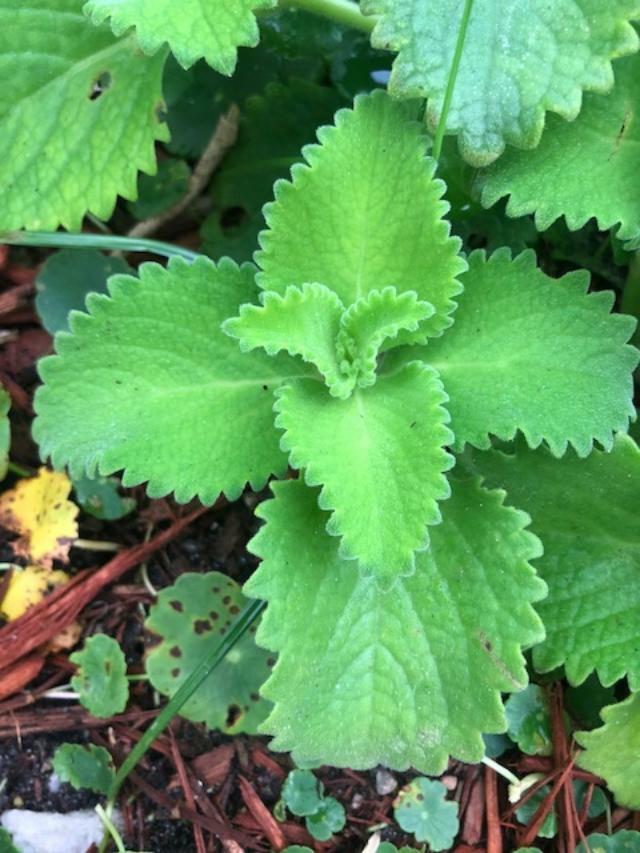 Cuban Oregano (ORGANIC) Well Rooted plant (1 x 7-9 Inches) gallery