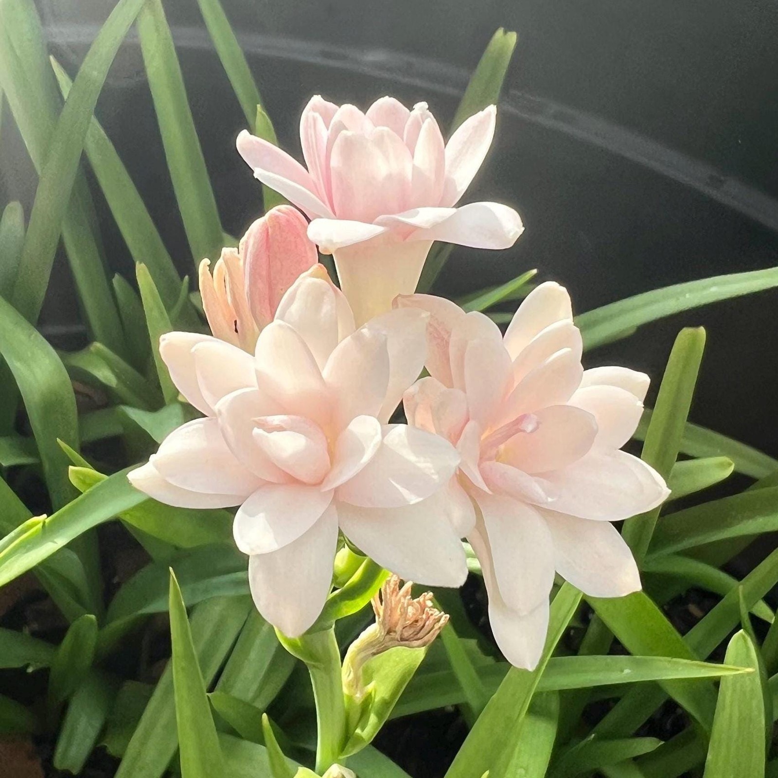 PINK PARFAIT Double Polianthes Tuberose Bulbs - Top Size - US Seller gallery