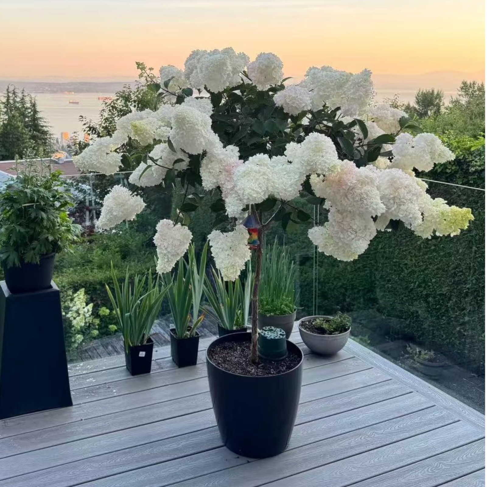 Pink and White Hydrangea Seeds Cone Bloom Variety for Garden Borders NYGardenia gallery