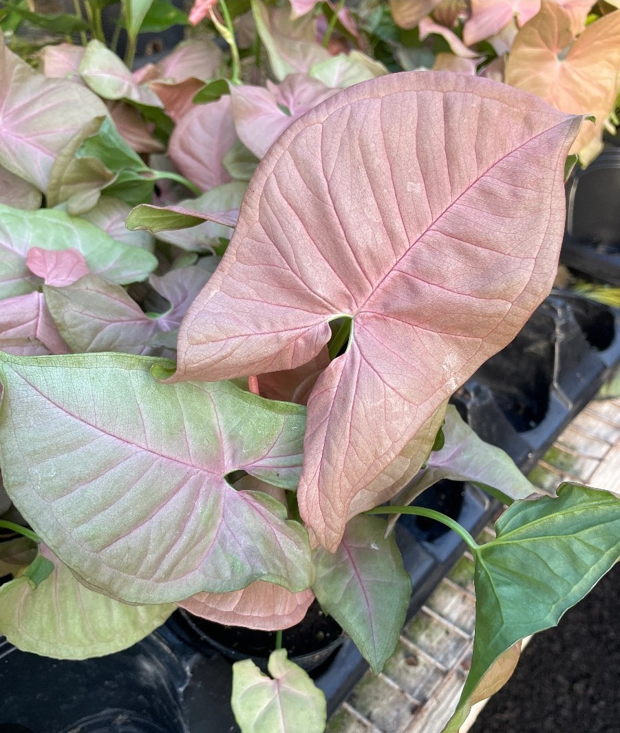 Pink Syngonium - Fully Rooted - Tropical Pink Houseplant - Zones 9-12 - Starter gallery