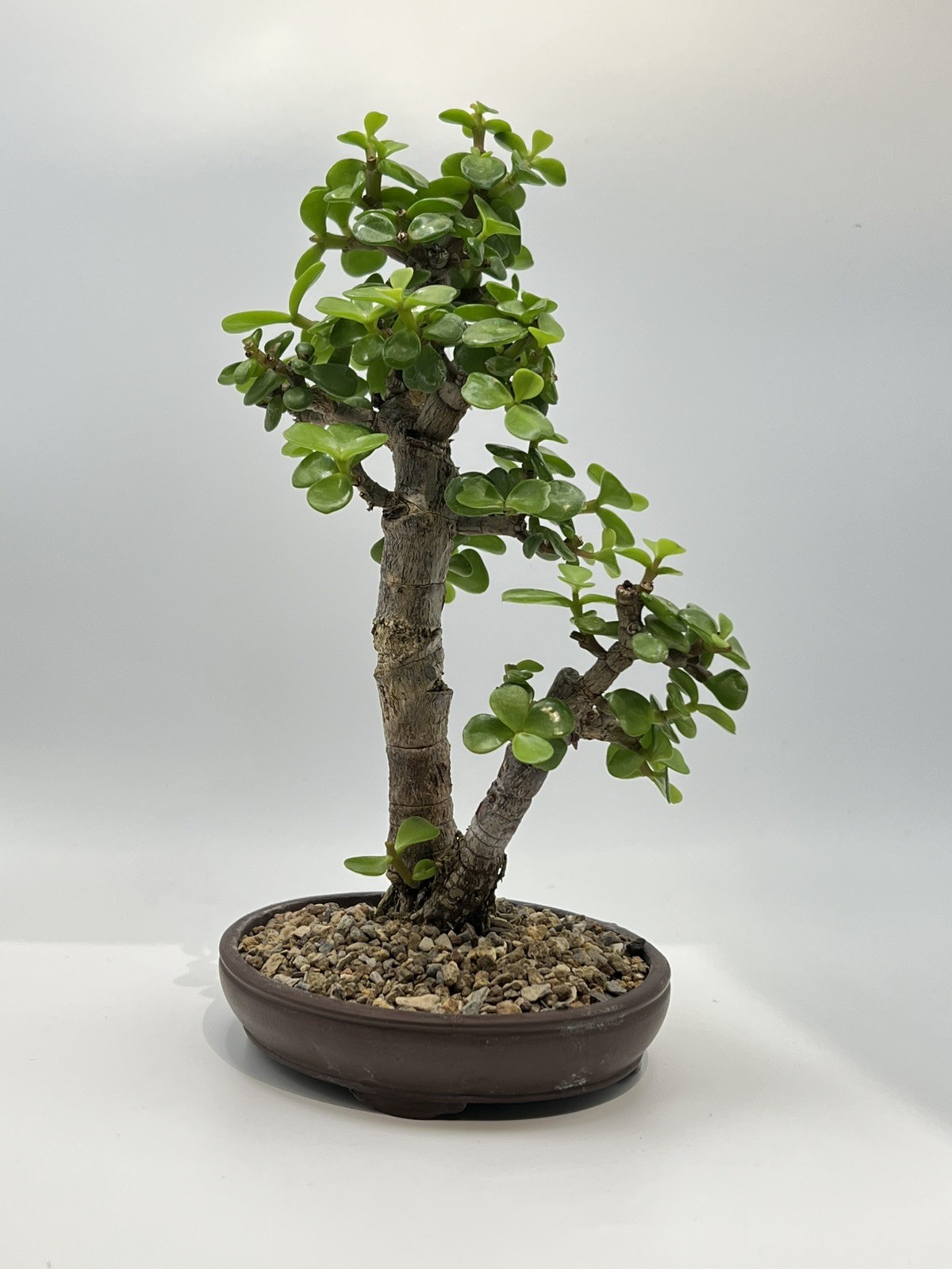 Two tree Dwarf Jade bonsai group - Portulacaria Afra old tree in Yixing crab pot gallery