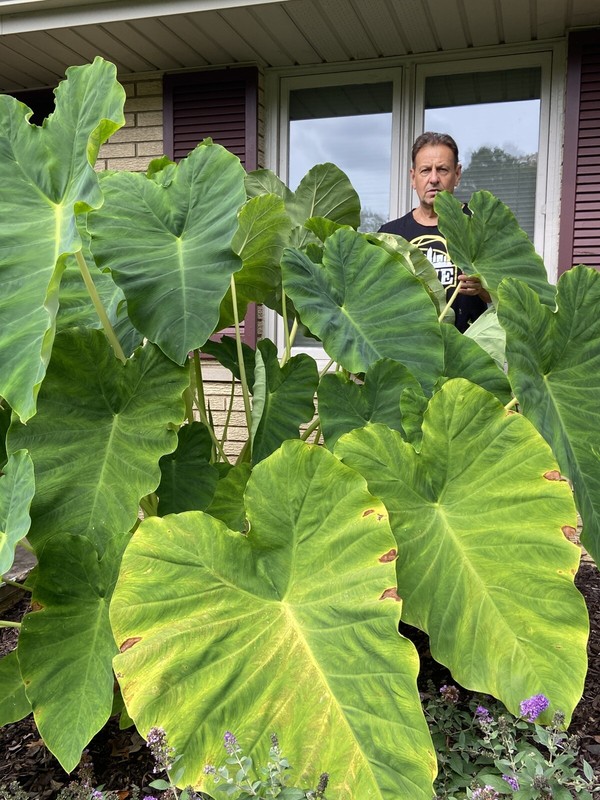 2 LARGE size Elephant Ear Bulbs....SPRING SALE! gallery
