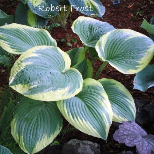hosta ROBERT FROST large big classic disease-free 2.5" pot = 1 Live Potted Plant gallery