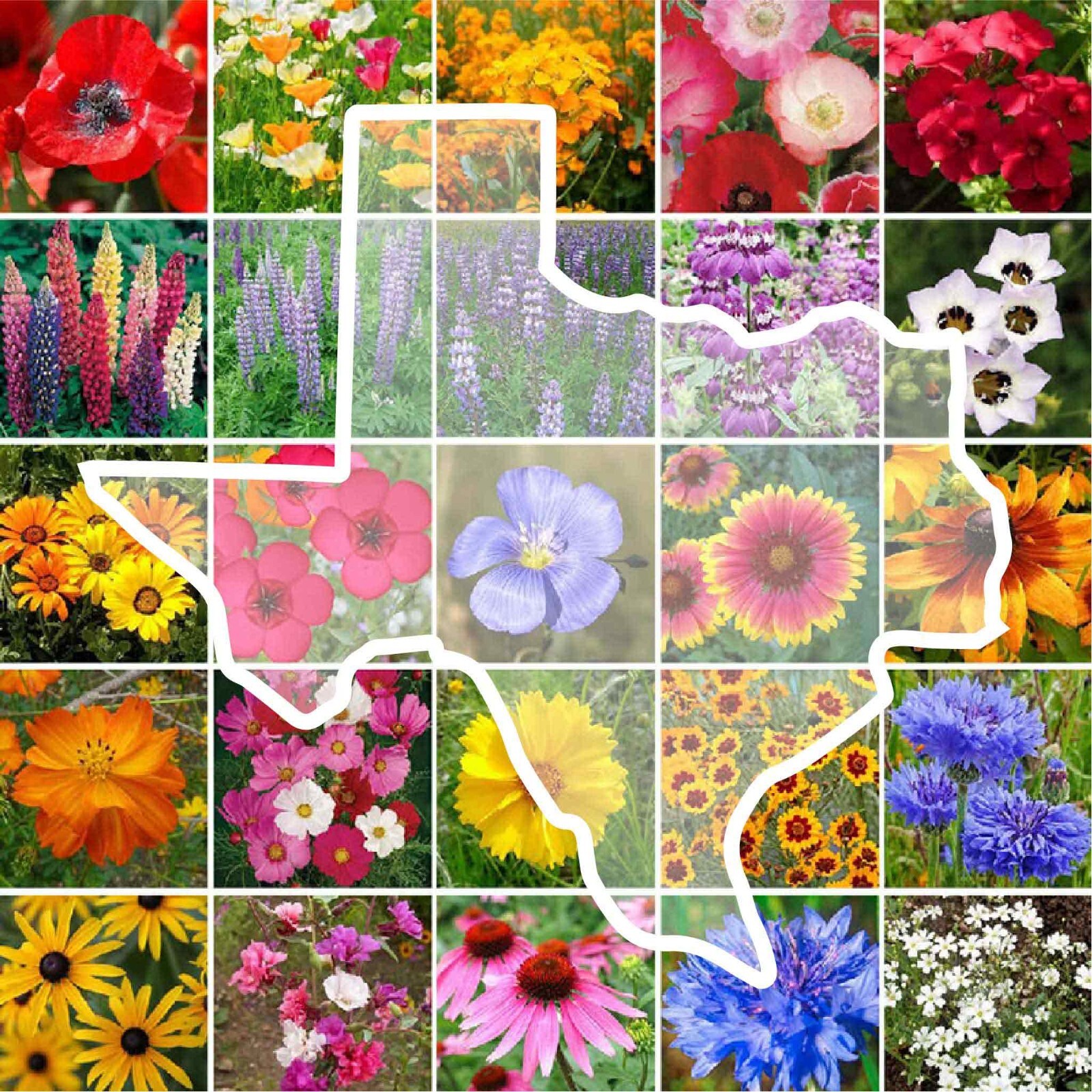 Wildflower TEXAS State Flower Mix Perennials & Annuals USA Non-GMO 1000 Seeds gallery