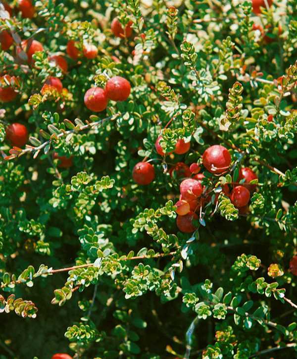 Vaccinium vitis idaea LINGONBERRY Shrub Seeds gallery