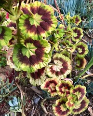 RARE VARIEGATED PELARGONIUM ZONAL GERANIUM FRESH LIVE PLANT 6″ STARTER CUTTING