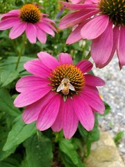 Raspberry Sherbet Coneflower 30+ Seeds Echinacea Pow Wow / Sombrero Perennial