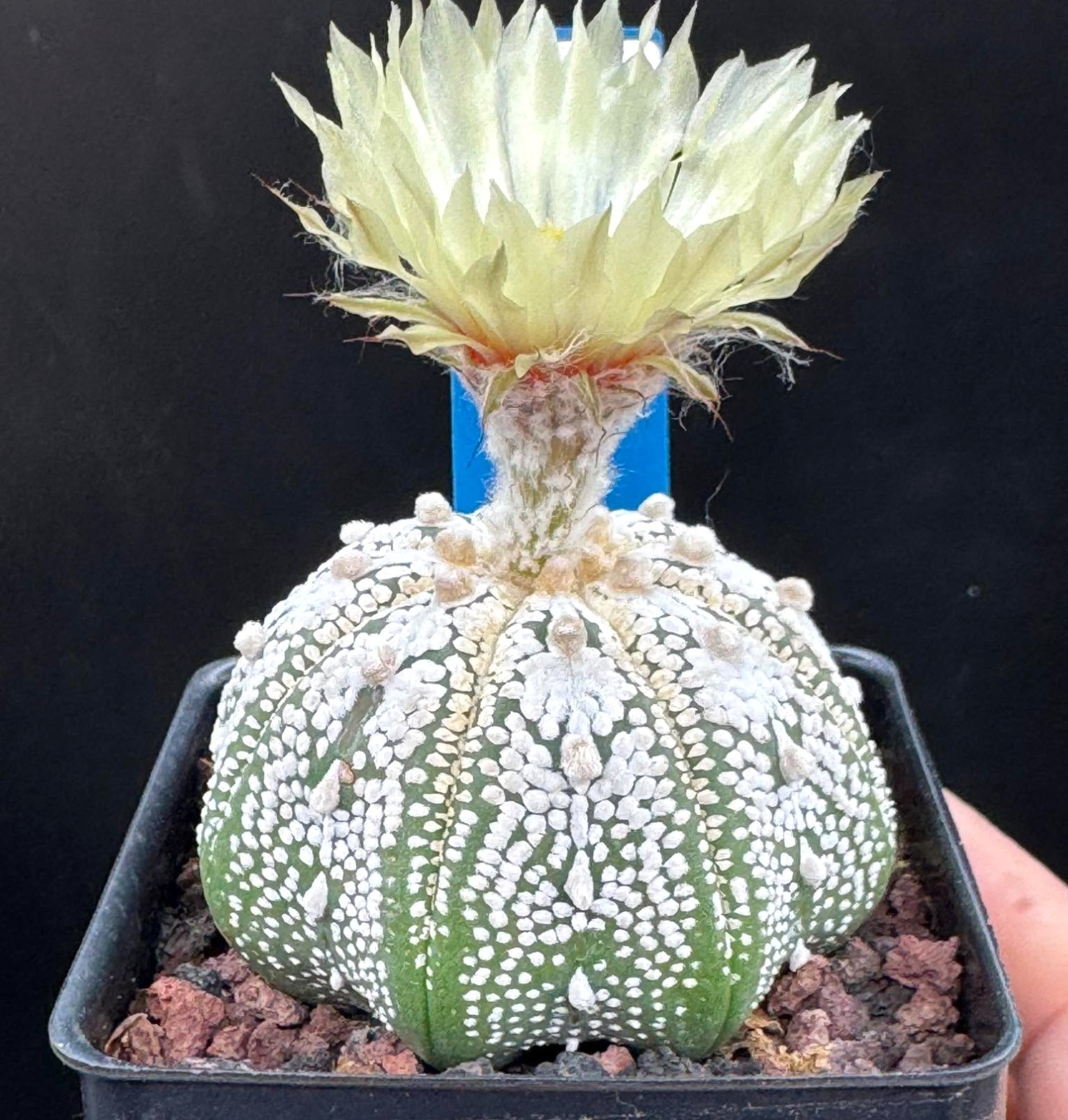 Imported Cactus live plant Rare cactus Star Cactus Astrophytum seed grown #234 gallery