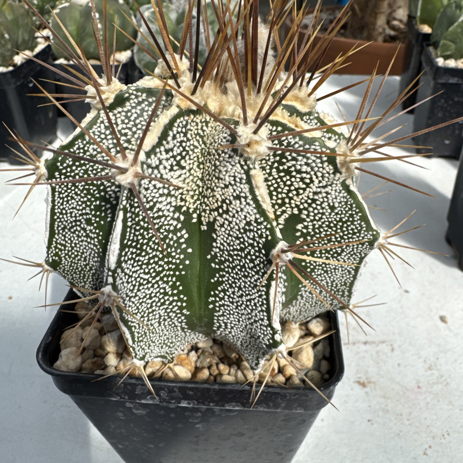 Astrophytum ornatum flecked Cactus Succulent Live Plant gallery