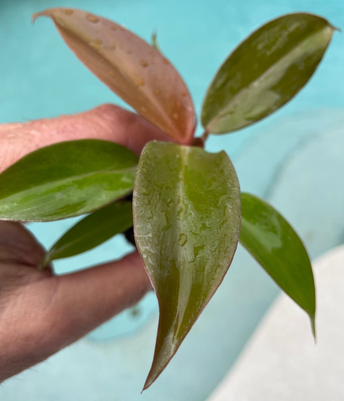 Philodendron Red Sun 3 Pack Starter Plants Live Rare Aroid Houseplant Gift gallery