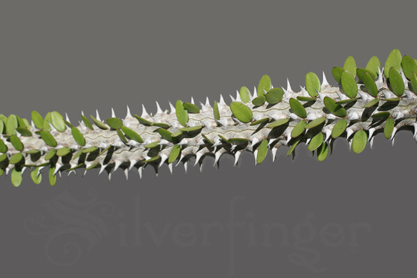 • Alluaudia Procera — Madagascar Ocotillo — NOT SEEDS! : HEALTHY LIVE PLANTS gallery