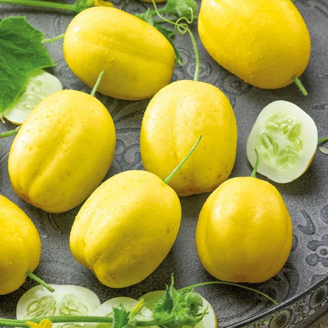 Lemon Cucumber Seeds 50+ Vegetable Seed Heirloom NON-GMO sweet tasty pickling US gallery
