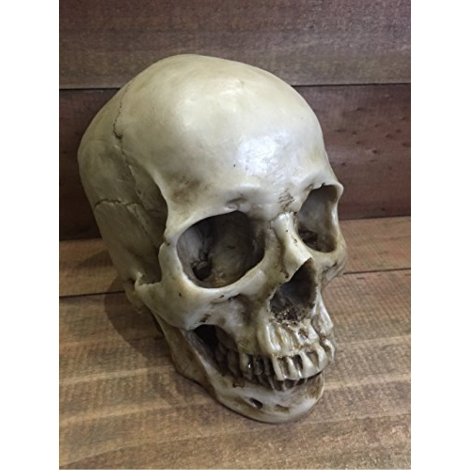Realistic Dusty Skeleton Skull Head with Detached Jaw Halloween Figurine gallery