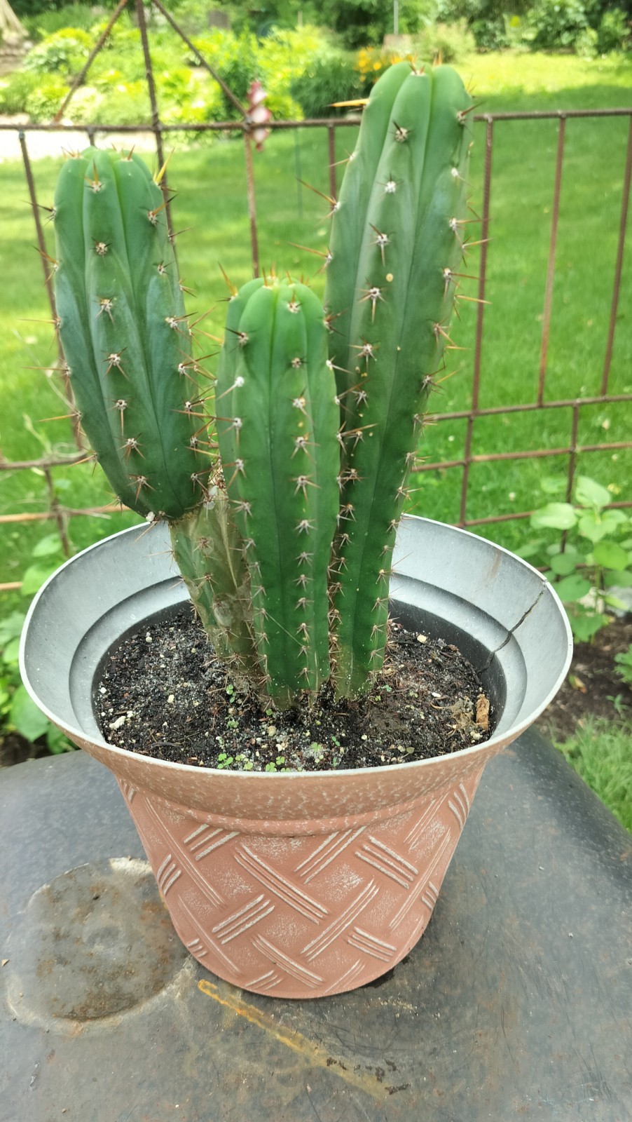 Sacred Cactus- Bridgesii Hybrid Fully Rooted. Exact Cactus Pictured gallery