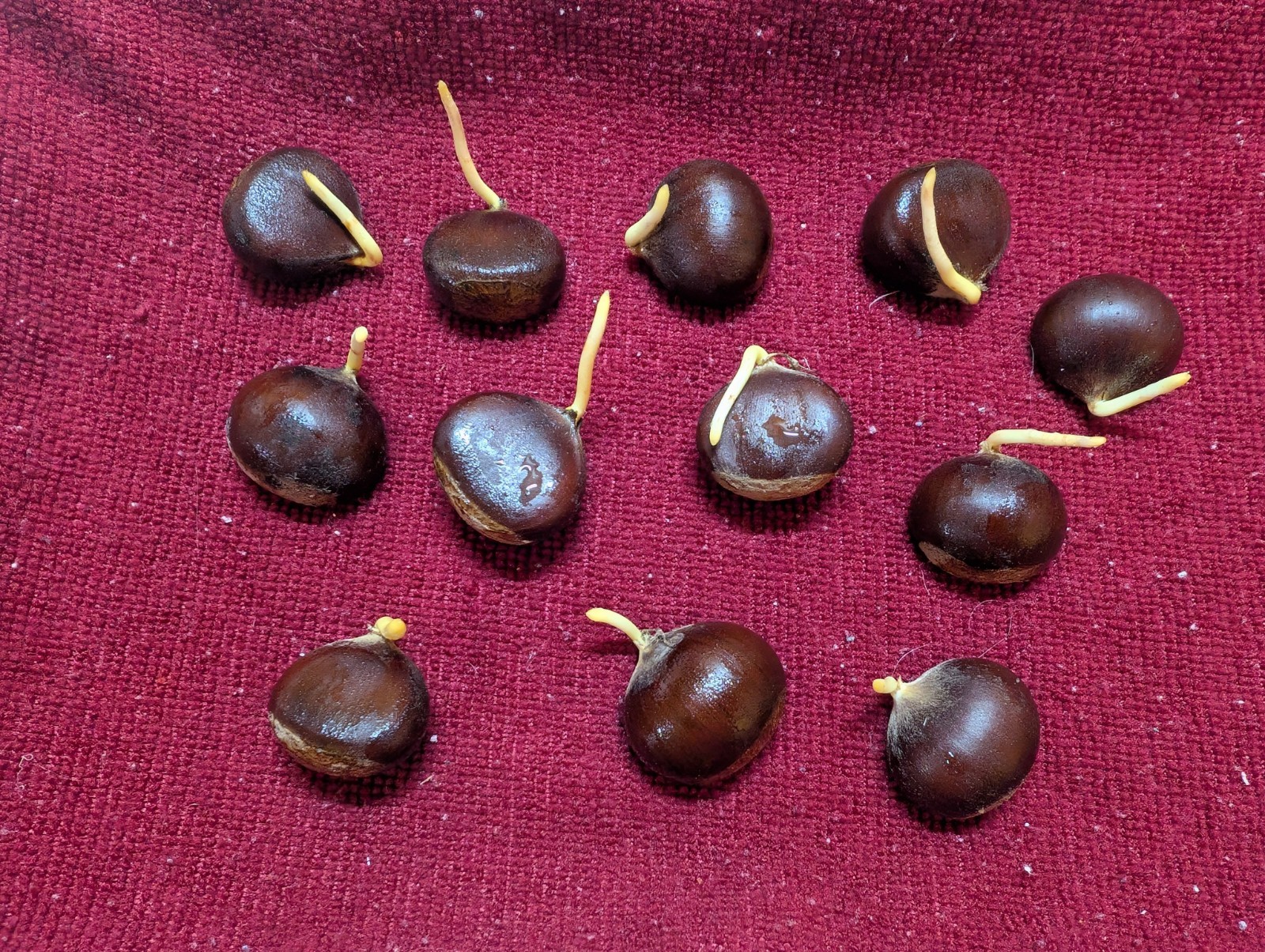 12 Chinese Chestnut Seeds (Ready to plant) gallery