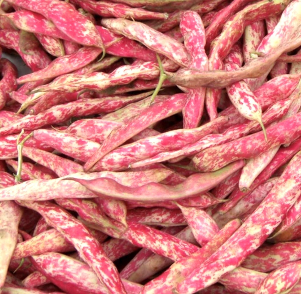 French Horticulture Shell Bean Seeds, Haricot Tarbais, NON-GMO, FREE SHIPPING gallery