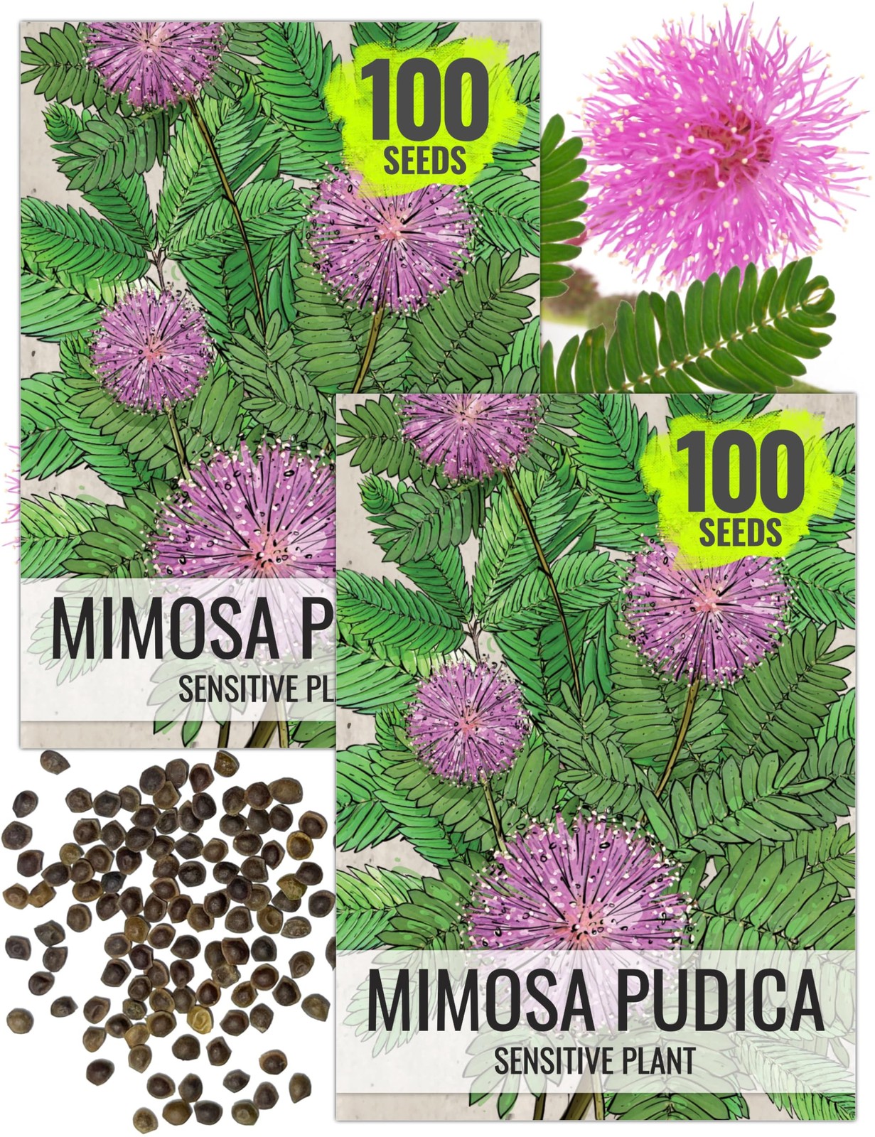 Sensitive Plant Seeds for Planting Mimosa pudica Heirloom & Open Pollinated ... gallery