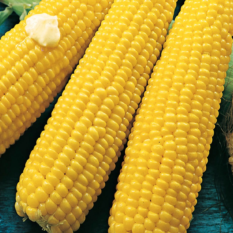 Bodacious Hybrid Yellow Sweet Corn Seeds Free Shipping! gallery